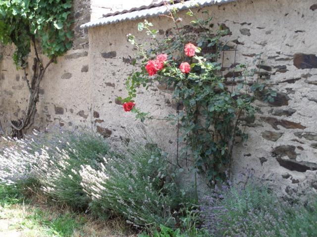 Bauernstube Scheidterhof Kobern-Gondorf Exterior foto